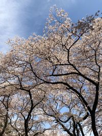 Low angle view of cherry blossom tree against sky