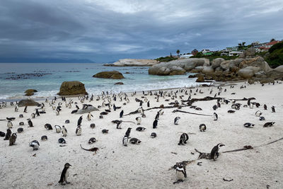 African penguins at sandy boulders beach colony in cape town, south africa