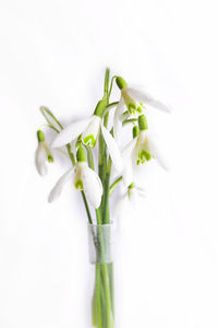 Close-up of white flowering plant