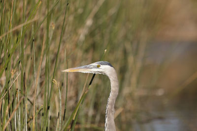 Close-up of heron on lake