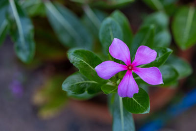 Close-up of purple flowering plant