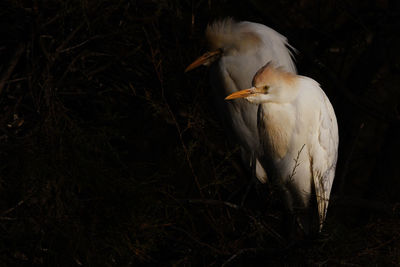 Bird perching on a field