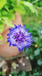 Close-up of purple blue flower