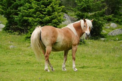 Horse standing on field