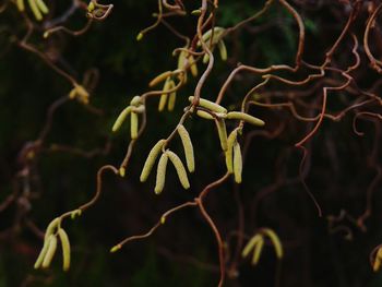 Close-up of plant