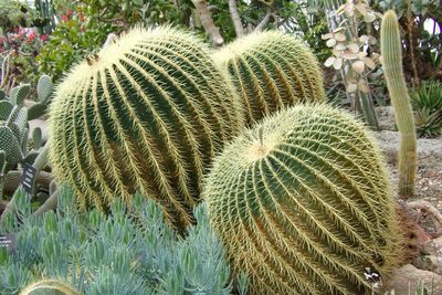 High angle view of succulent plant on field