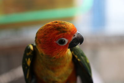 Close-up of parrot