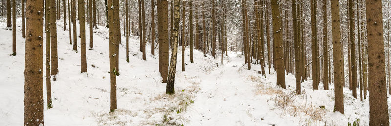 Frozen trees in forest during winter