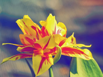 Close-up of yellow flowering plant