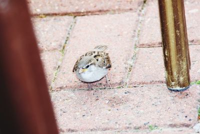 High angle view of snake