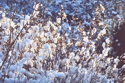 Close-up of frozen tree on field during winter