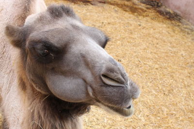 Close-up of a horse