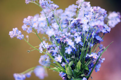 Small bouquet of flowers 
fresh 
wild 
macro photography 