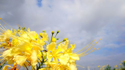 Close-up of yellow flower against sky