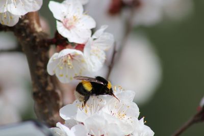 Close-up of bee on white almond flower 