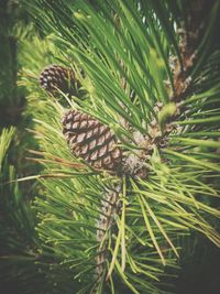 Close-up of green plant