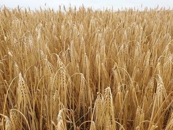Scenic view of wheat field