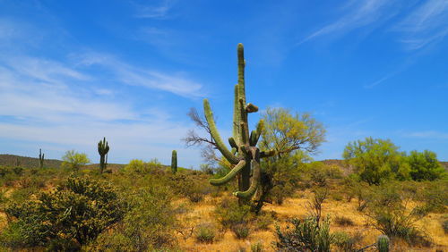 Cactus growing on field against sky