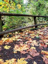 Close-up of autumn leaves on railing