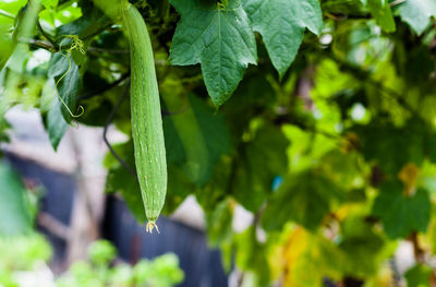 Close-up of leaves