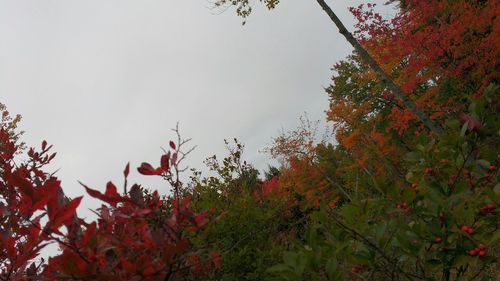 Low angle view of trees against sky