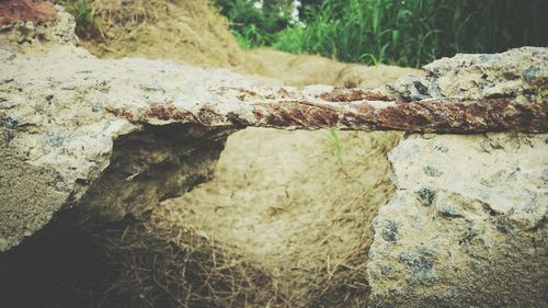 View of tree trunk