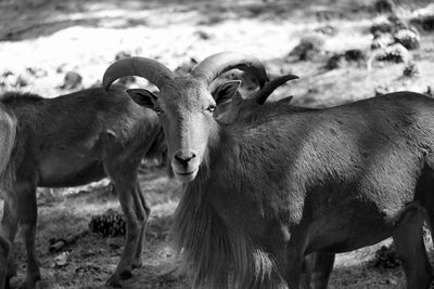 Close-up of horses grazing on field