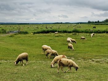 Sheep grazing in a field