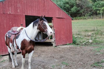 Horse in stable