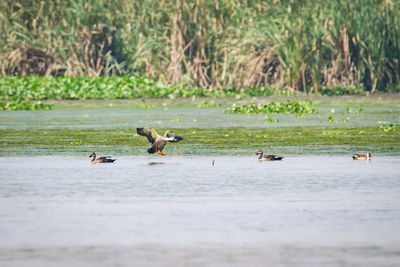 Ducks in a lake
