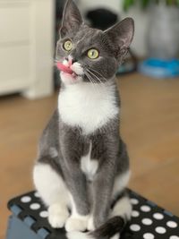 Portrait of cat sitting on floor at home