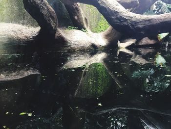 Close-up of tree trunk