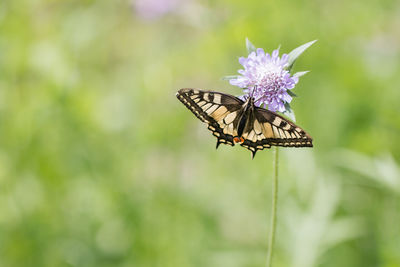 Close-up of butterfly on flower