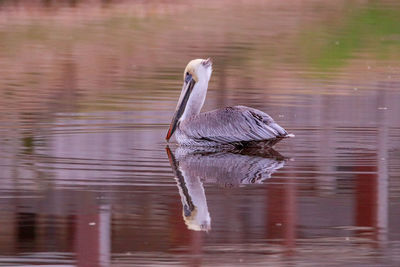 Bird swimming in lake