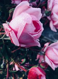 Close-up of wet pink flowers