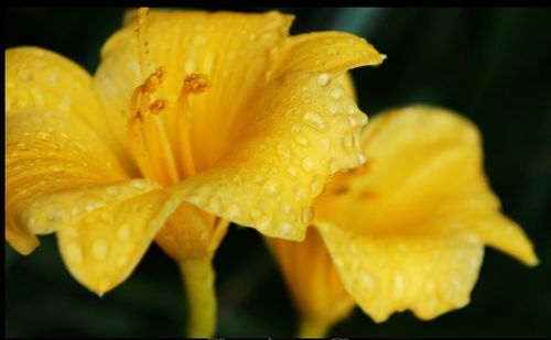 Close-up of water drops on yellow flower