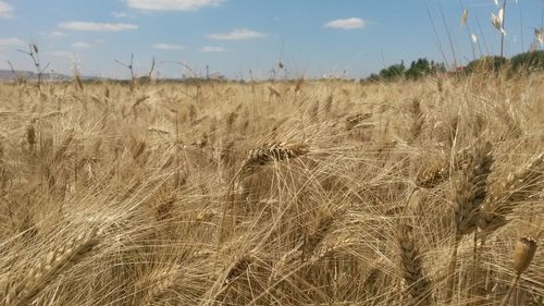 Close-up of wheat field against sky