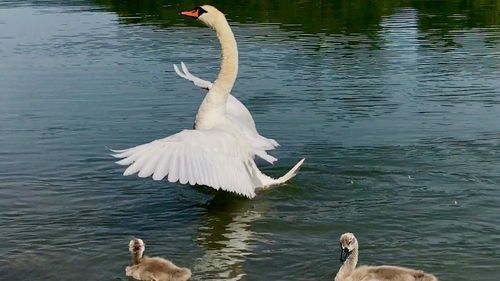 Swans on lake