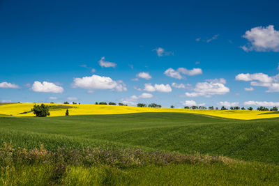 Scenic view of field against sky