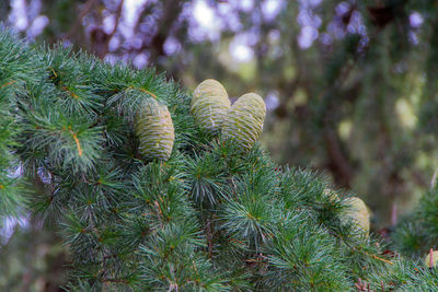 Close-up of pine tree on field