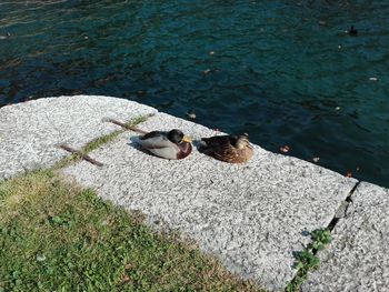 High angle view of swan swimming on lake