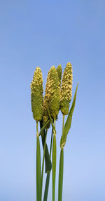 Low angle view of plant against clear blue sky