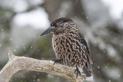 Close-up of bird perching on tree during winter