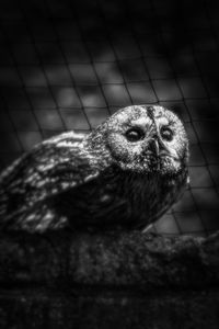 Close-up of a bird in cage