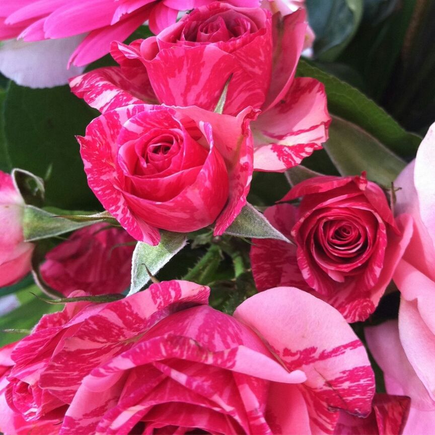 flower, petal, freshness, pink color, fragility, flower head, beauty in nature, close-up, rose - flower, growth, nature, pink, red, blooming, plant, leaf, full frame, in bloom, no people, natural pattern