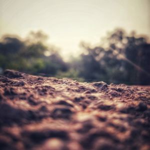 Surface level of dirt road along trees