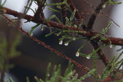 Close-up of caterpillar on tree