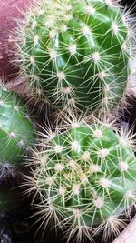 Close-up of cactus plant