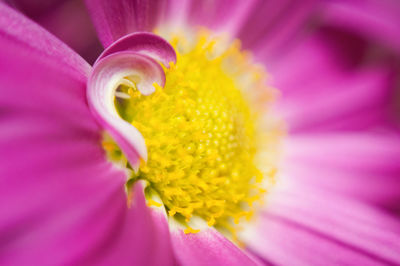 Close-up of pink flower blooming outdoors
