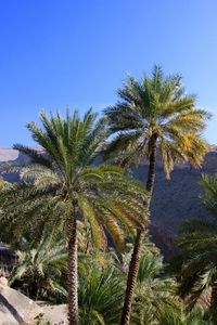 Palm trees against clear blue sky